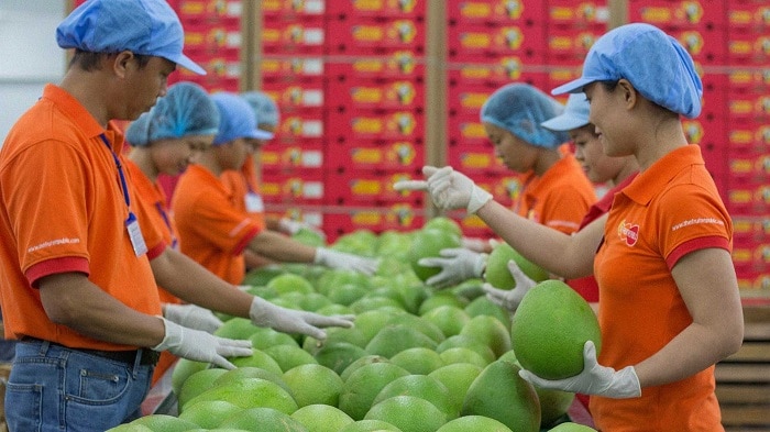 Cách vận chuyển trái cây đi nước ngoài và phương pháp bảo quản - Tiến Việt Express
