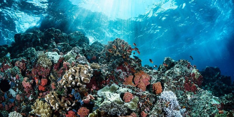 Bản Đồ Nước Australia - Vùng Địa Lý Đa Dạng, Đặc Sắc Rạn san hô Great Barrier Reef nổi tiếng