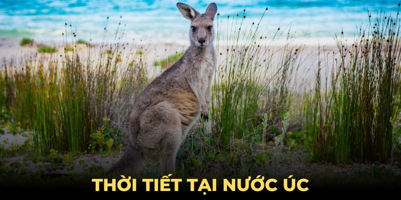 Thời Tiết Úc - Dự Báo Theo Mùa Và Hiện Tượng Đặc Biệt